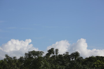 blue sky with white clouds and trees