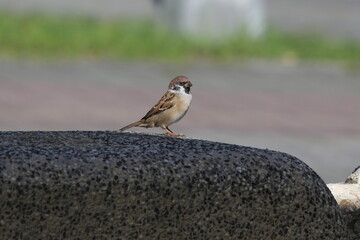 a little sparrow standing on the ground
