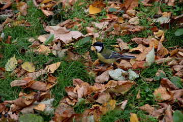 autumn leaves in the grass