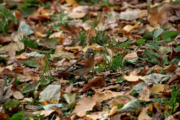 autumn leaves in the grass