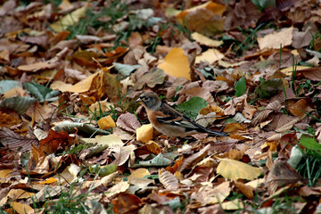 fallen autumn leaves