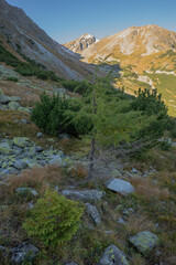 Mountain environment of national park, pine tree and coniferous small trees
