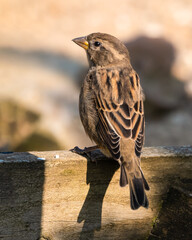 Female Tree Sparrow Perched on a Wooded Fence