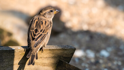 Female Tree Sparrow Perched on a Wooded Fence