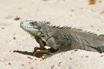 Iguana on the beach closeup, Guadeloupe  