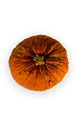 Pumpkin isolated on white background for copy space. Halloween or Thanksgiving concept