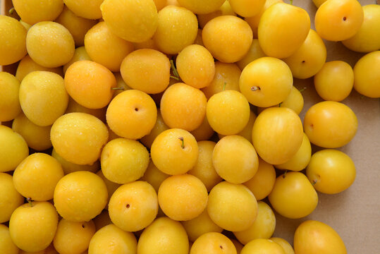 Ripe yellow plums background. Organic fruit harvest from local farm. Plums season.