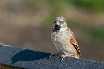 Male Tree Sparrow Perched on a Wooden Fence