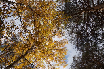 photograph (landscape) of the sky with clouds between the tops of trees (birch and pine)