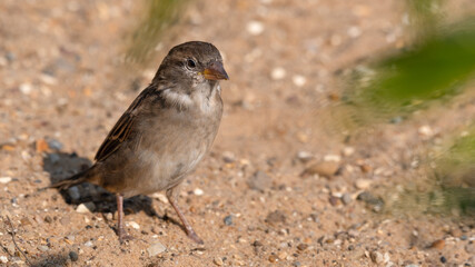 Female Tree Sparrow Standing on Sandy Ground