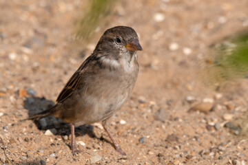 Female Tree Sparrow Standing on Sandy Ground