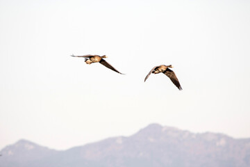 Korean winter migratory birds
