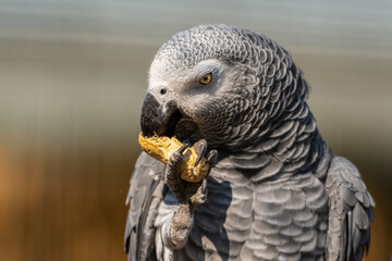African Grey Parrot Feeding on a Monkey Nut