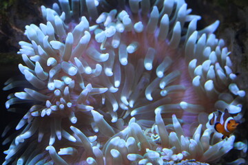 underwater