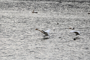 Korean winter migratory birds
