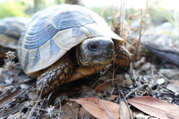 Tier, Landschildkröte, Griechenland