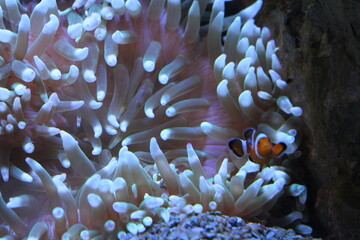 underwater