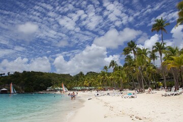 beach with palm trees, Plage de la caravelle, Guadeloupe 