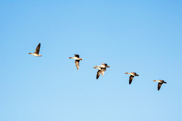 Korean winter migratory birds
