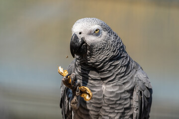 African Grey Parrot Feeding on a Monkey Nut