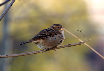 sparrow on a branch