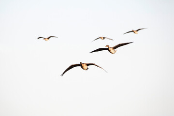 Korean winter migratory birds
