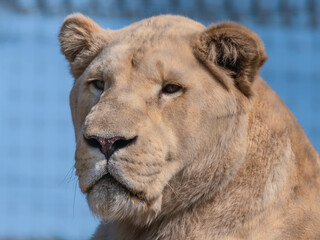 Majestic White Lion Close Up Portrait