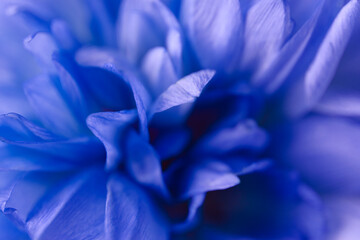 Fototapeta premium Beautiful fresh bouquet of blue tulips tulips with water drops. Abstract floral blossom art background. Extreme closeup, macro image.