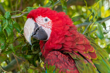 Red and Green Macaw Perched in a Tree