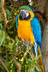 Blue and Yellow Macaw Perched in a Tree