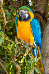Blue and Yellow Macaw Perched in a Tree