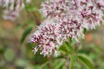 Hemp agrimony