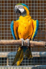 Blue and Yellow Macaw Standing on a Perch in an Aviary