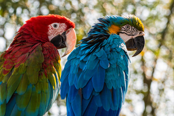 Red and Green and Yellow and Blue Macaw Sitting on a Perch Together