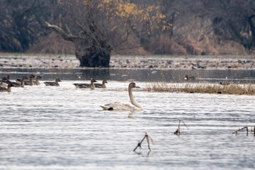 Korean winter migratory birds

