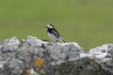 Obraz premium A small black and white bird in the Yorkshire Dales, perched on a rock with wire around it.