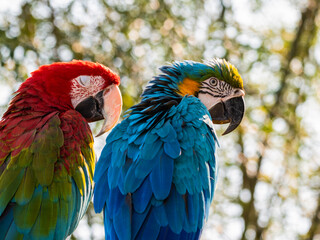 Red and Green and Yellow and Blue Macaw Sitting on a Perch Together