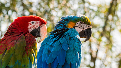 Red and Green and Yellow and Blue Macaw Sitting on a Perch Together