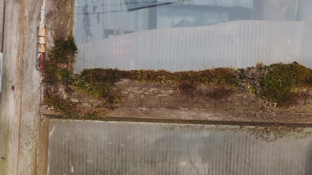 Green dense moss grows on an old gray window frame with peeling paint, trekking shot.