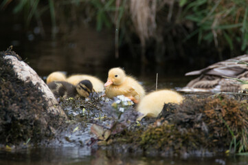 A cute yellow ducking swimming downstream in Yorkshire. 