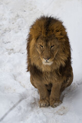 African lion sits in the snow in a nature park on a winter day. Close up