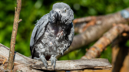 Rescued Self Plucked African Grey Parrot Perched on a Tree Branch