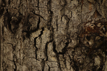 Дерево, сфотографировано на объектив 200мм