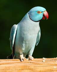 Blue Ring-necked Parakeet Standing on a Perch in an Aviary