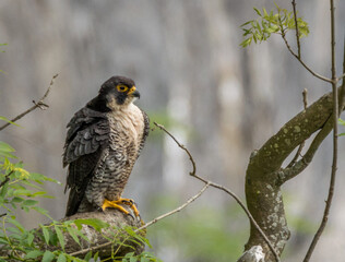 A Peregrine Falcon perched on a branch at Malham Cove, West Yorkshire, United Kingdom.