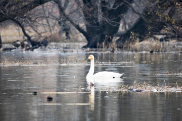 Korean winter migratory birds

