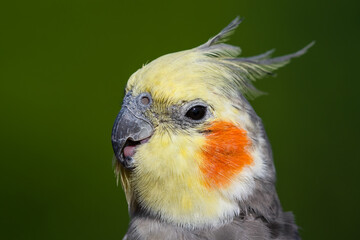 Beautiful Cockatiel Close Up Side Profile with its Beak Open