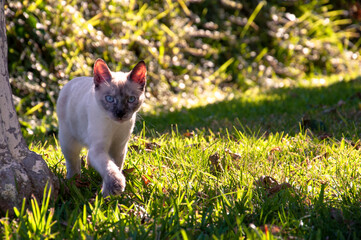Naklejka na ściany i meble A white kitten with a dark muzzle and blue eyes walks cautiously in the garden on the grass, in the rays of the setting sun.