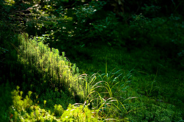 Fototapeta premium Green moss through which the sun's rays shine through