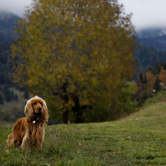 Chien à Villard de Lans